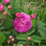 ベル・フロール（Belle Flore）