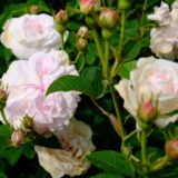 クローリス（Chloris）