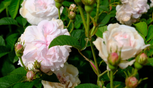 クローリス（Chloris）