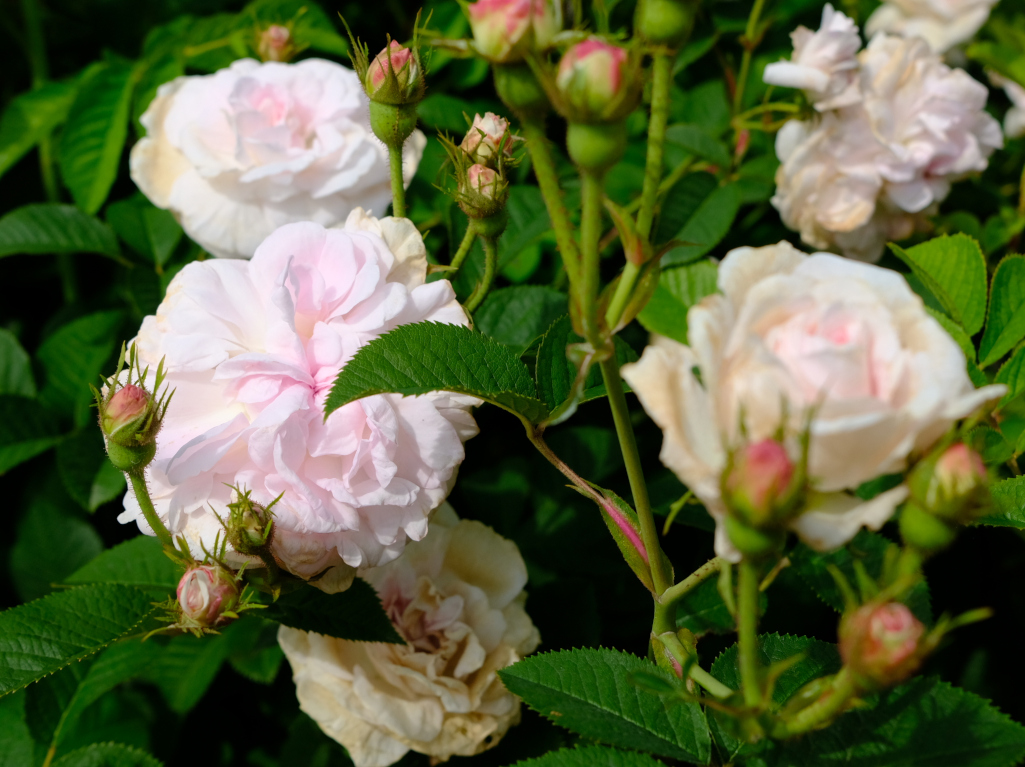 クローリス(Chloris)