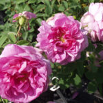 アンペラトリス・ジョゼフィーヌ（Imperatrice Josephine）