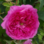 ファニー・ビア（Fanny Bias）