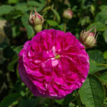 グロワール・デ・ジャルダン（Gloire des Jardins）