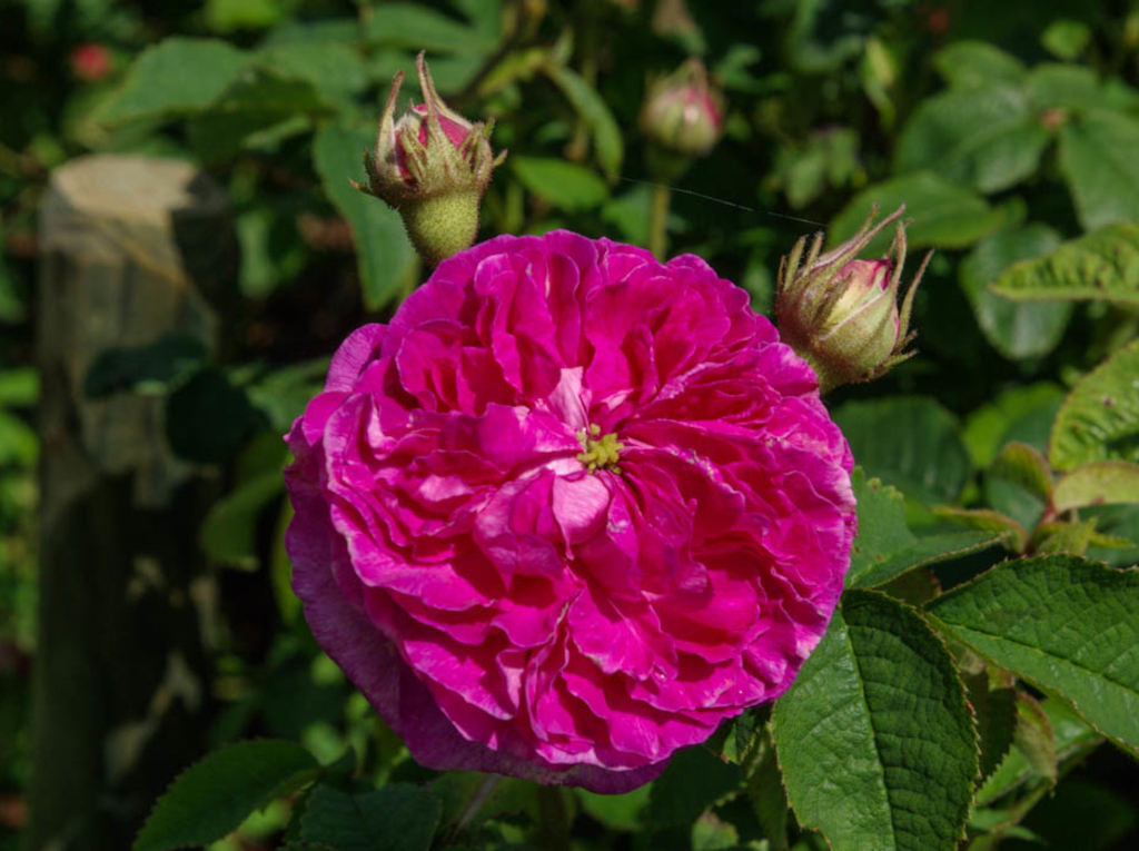 グロワール・デ・ジャルダン（Gloire des Jardins）