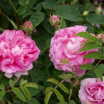 マリー・ルイーズ（Marie Louise）