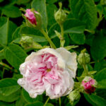 アガタ・インカルナータ（Agatha Incarnata）