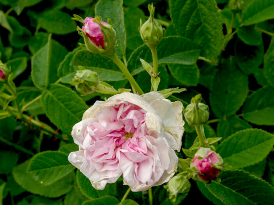 アガタ・インカルナータ（Agatha Incarnata）