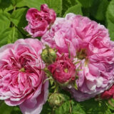 タライア（Thalie）