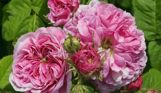 タライア（Thalie）