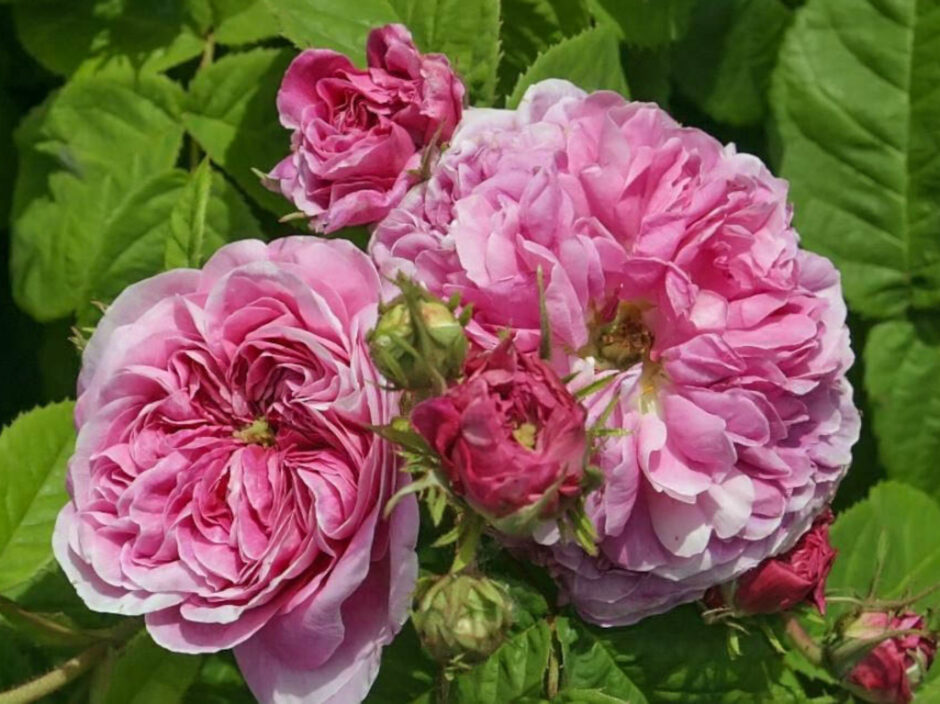 タライア（Thalie）