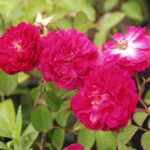 ザ・ビショップ（The Bishop）