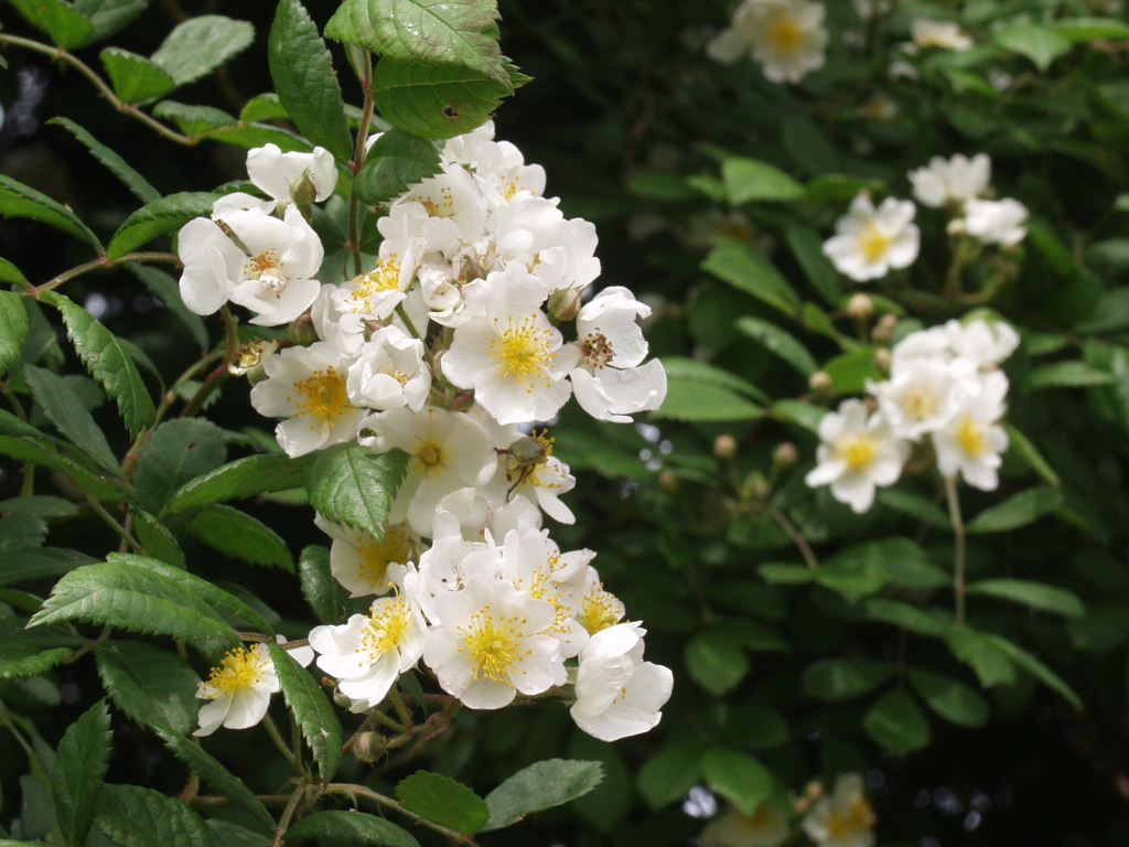 ノイバ(R. multiflora))