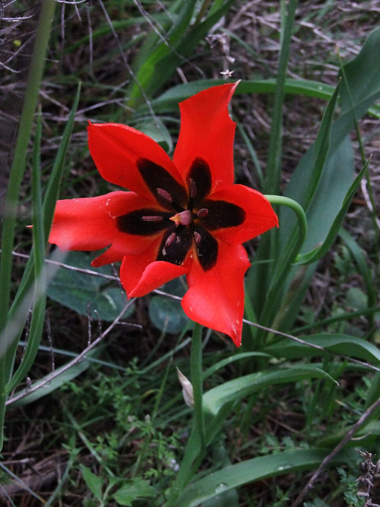 アゲネンシ（T. agenensis））