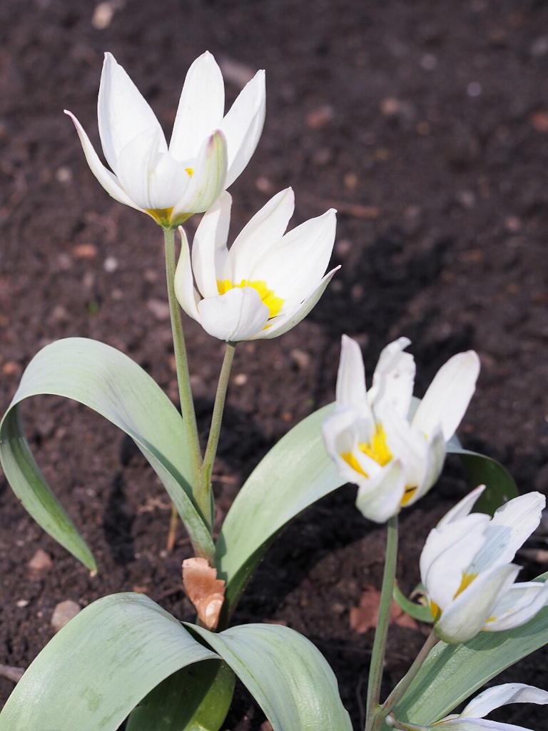 ビフローラ（T. biflora）