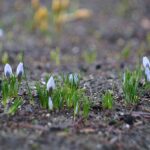 Hortus Botanicus, Leiden