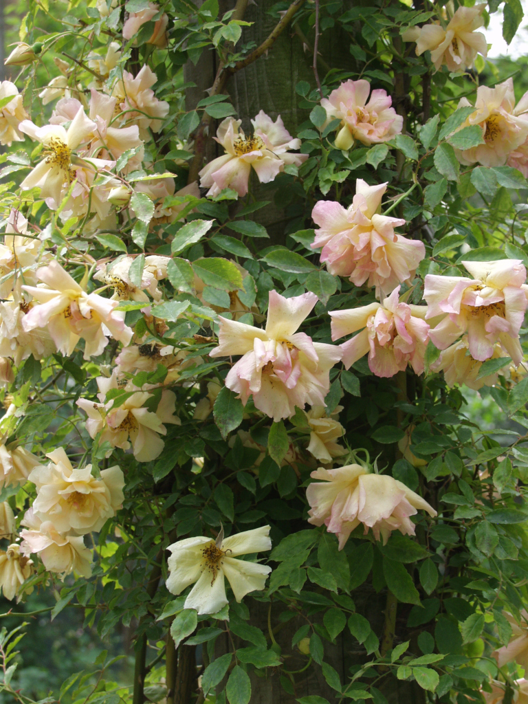 Fortune's Double Yellow
