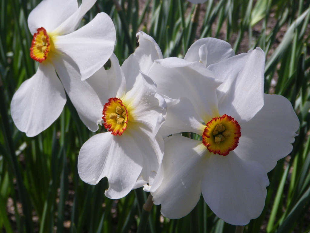 Narcissus_Actaea