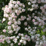 White Rambler