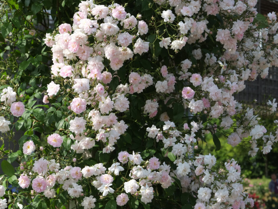 White Rambler