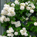 アデライド・オルレアン