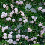 ロール・ダヴー