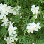 モッコウバラ・白シングル