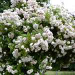 ヴェヌスタ・ペンデューラ