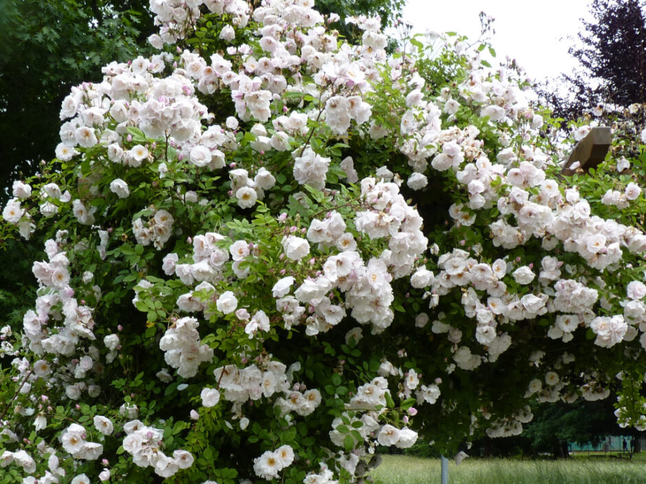 ヴェヌスタ・ペンデューラ