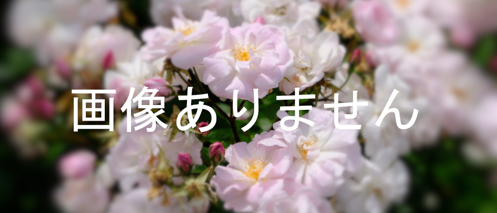 画像なし