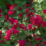 シェヴィー・チェイス（Chevy Chase）