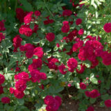 シェヴィー・チェイス（Chevy Chase）