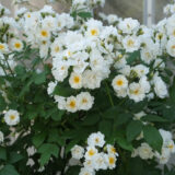 Rambling Rector