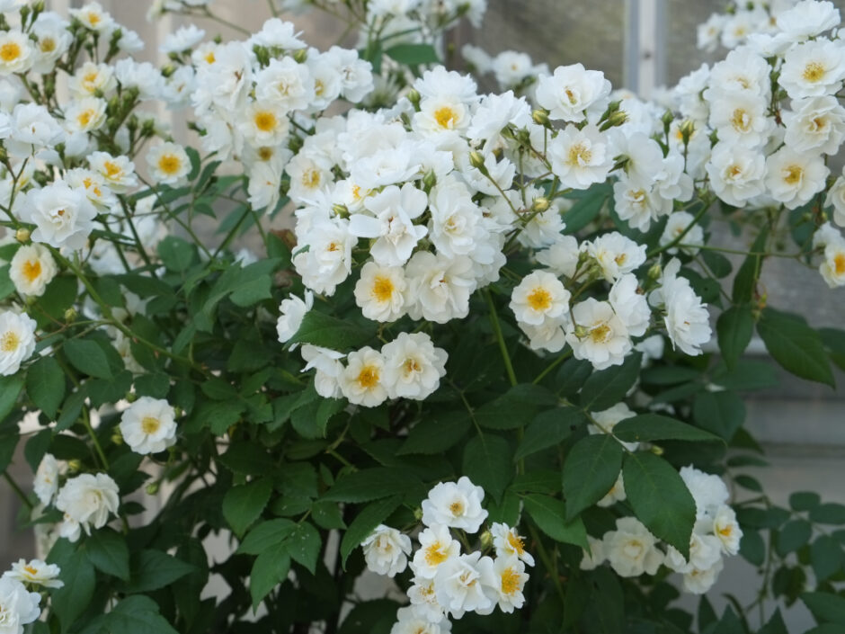 Rambling Rector