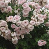 ニュードーン(New Dawn)