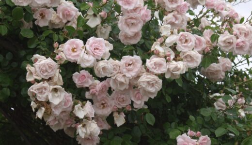 ニュードーン（New Dawn）