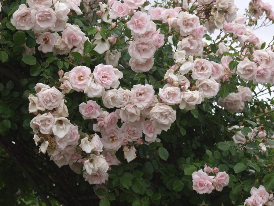 ニュードーン（New Dawn）