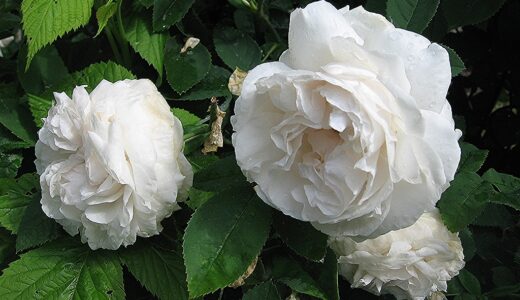 ブランシェフルール（Blanchefleur）- centifolia