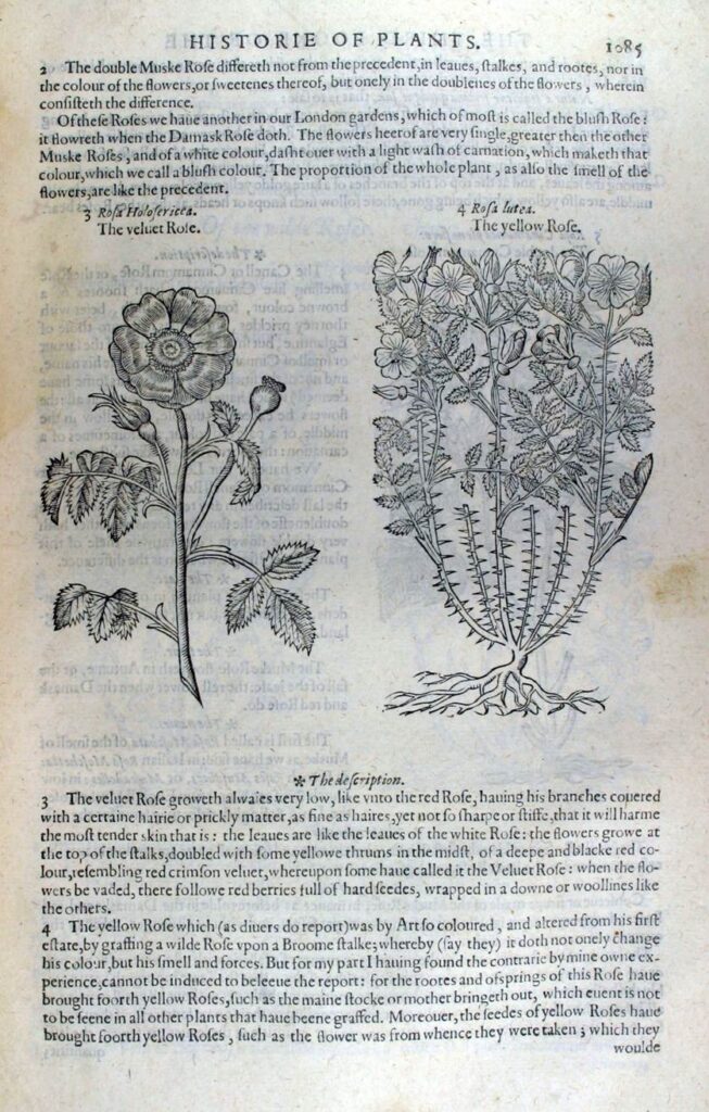 The Veluet Rose, from "Herball, Generall Historie of Plants", by John Gerard, 1957
