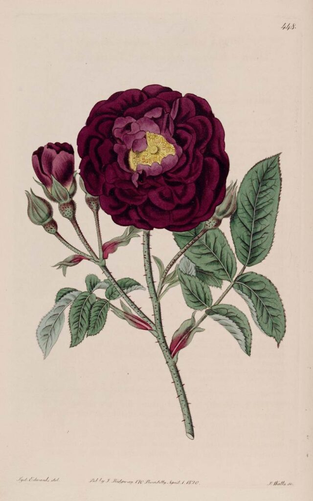 The Double Velvet Rose from "The Botanical Register" by Sydenham & Lindley, 1820