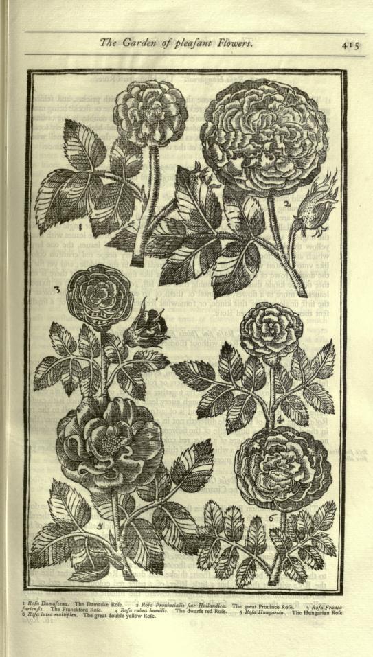 "Paradisi in sole paradisus terrestis" by John Parkinson, 1629