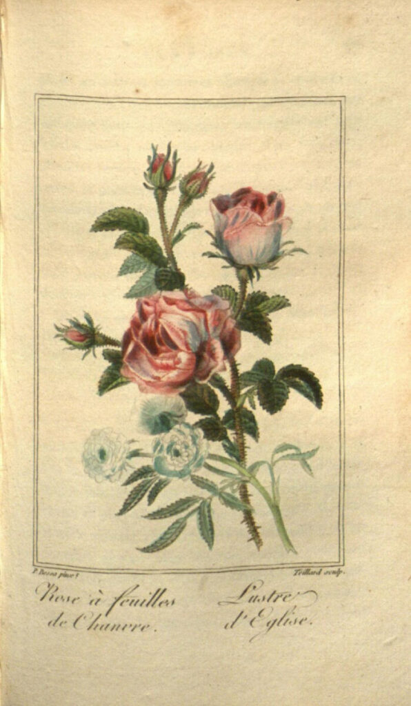 ”Histoire des roses”, Charles Malo, 1818