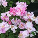 ロサ・ムンディ（Rosa Mundi）