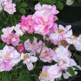 ロサ・ムンディ(Rosa Mundi)