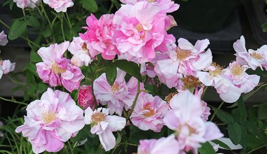 ロサ・ムンディ（Rosa Mundi）
