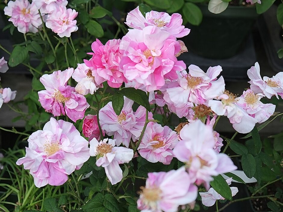 ロサ・ムンディ（Rosa Mundi）