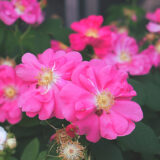 スプレンデンス・ガリカ（Splendens gallica）