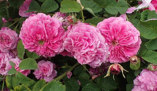 アデル・デスメ（Adèle Descemet）- gallica