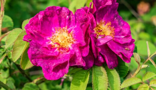 アレン・ブランシャール（Alain Blanchard）- gallica