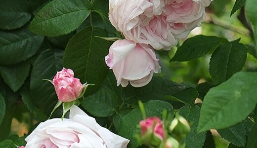 アントワーヌ・ドルモア（Antonie d'Ormois）- gallica