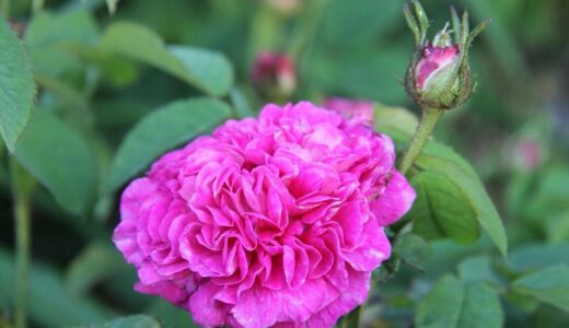 アリアーヌ（ Ariane）- gallica